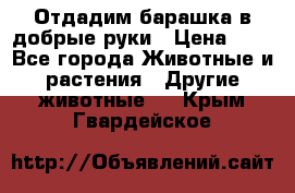 Отдадим барашка в добрые руки › Цена ­ 1 - Все города Животные и растения » Другие животные   . Крым,Гвардейское